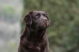 LABRADOR 892